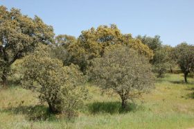 parcelas y terrenos en venta urbanizacion atalaya del alberche (15).jpg